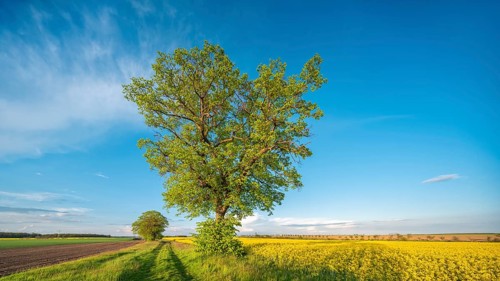 Cultivated landscape in spring