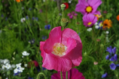 Pink or salmon-coloured flower of poppy hybrids (Papaver rhoeas L. Hybride)