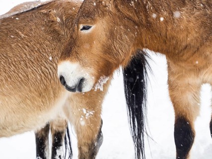 Przewalski's horses (Equus przewalskii) during snowfall in winter