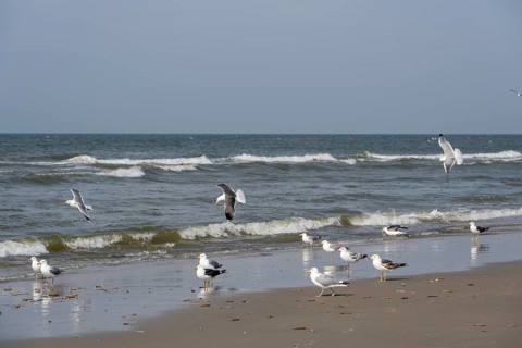 European herring gulls (Larus argentatus) foraging on the wave fringe