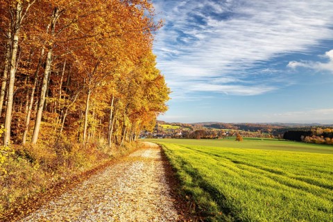 Colourful autumn colours in the forest near Liggeringen