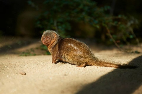 Ethiopian dwarf mongoose (Helogale hirtula) standing on a rock