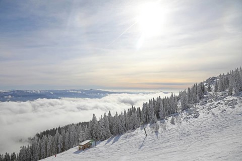Snowy landscape