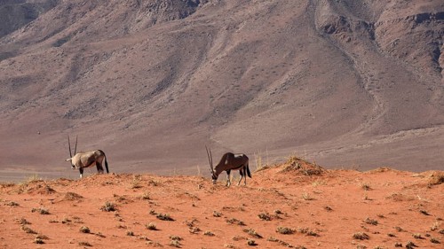 Oryx antelopes (Orxy gazella)