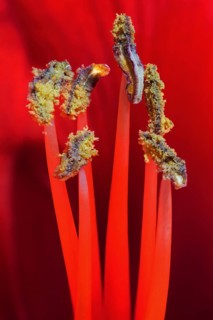 Red amaryllis