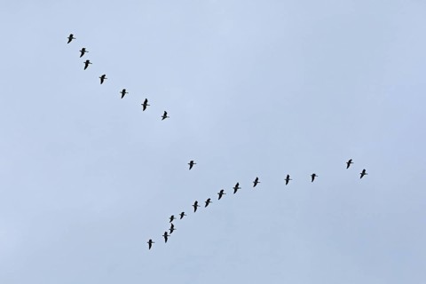 Flock of wild geese
