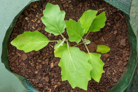 Brinjal eggplant (Solanum melongena) plants growing in grow bag