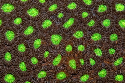 Detail of stony coral with indented polyps (Favia speciosa)