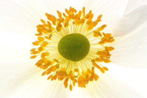 White chinese anemones (Anemone hupehensis)