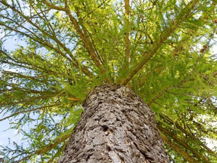 European larch (Larix decidua)