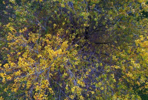 Drone image