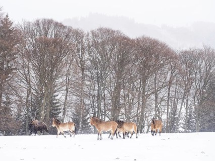 American bison (Bos bison) and przewalski's horses (Equus przewalskii) during snowfall in winter