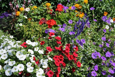 Petunias (Petunia)