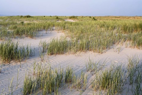 Marram Grass
