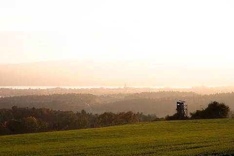 forest near Liggeringen