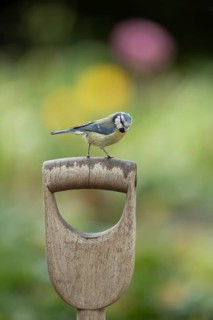 Blue tit (Cyanistes Caeruleus)