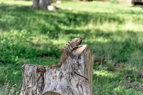 Iguana on the grounds