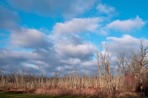 Osterwald near Zingst