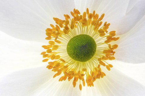 White chinese anemones (Anemone hupehensis)
