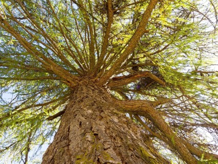 European larch (Larix decidua)