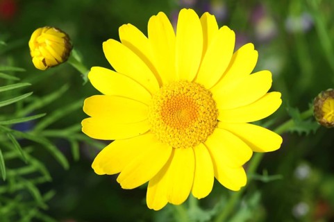 Flower of the golden marguerite (Anthemis tinctoria)