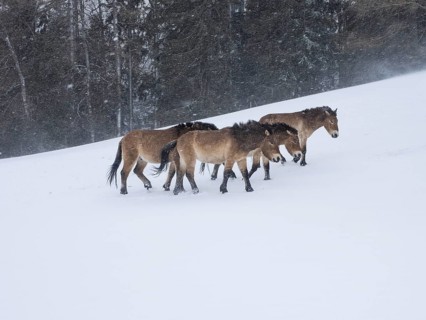 Przewalski's horses (Equus przewalskii) during snowfall in winter