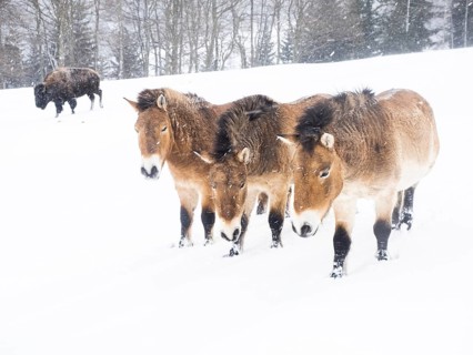 American bison (Bos bison) and przewalski's horses (Equus przewalskii) during snowfall in winter