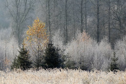 Forest clearing