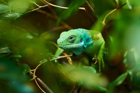 Central Fijian banded iguana (Brachylophus bulabula) in a shrub