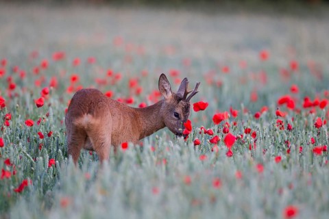 Roe deer (Capreolus capreolus) adult buck in a summer wheat field with flowering poppies