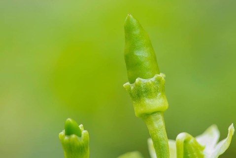 Close up shot of small fresh organic green chili (Capsicum frutescens)