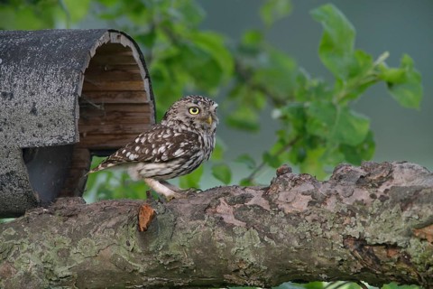 Little owl (Athene noctua) at a bird house