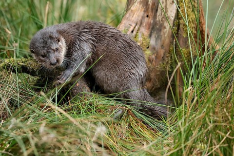 Young european otter (Lutra lutra)