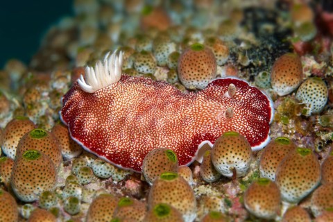 Goniobranchus reticulatus (Chromodoris reticulata)