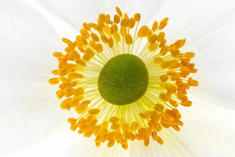 White chinese anemones (Anemone hupehensis)