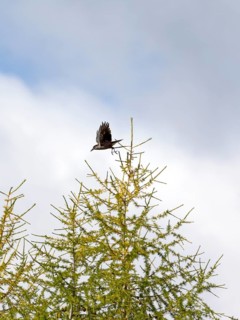 Spotted nutcracker (Nucifraga caryocatactes) taking off from a european larch (Larix decidua)