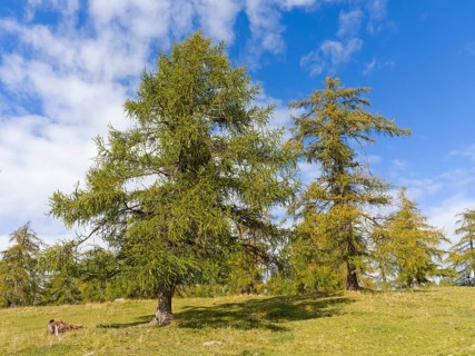 Larch meadows on the Salten