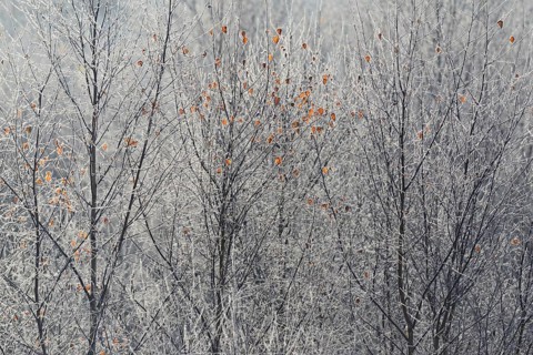 Birches (Betula)