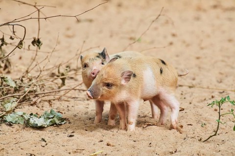 Vietnamese Pot-bellied piglets