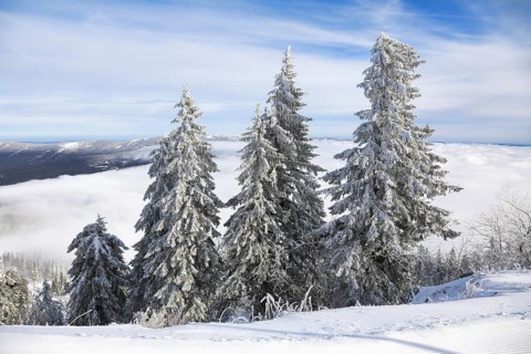 Snowy landscape