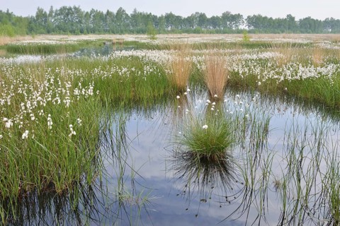Sheath and narrow-leaved cotton grass (Eriophorum vaginatum and Eriophorum angustifolium) in a bog
