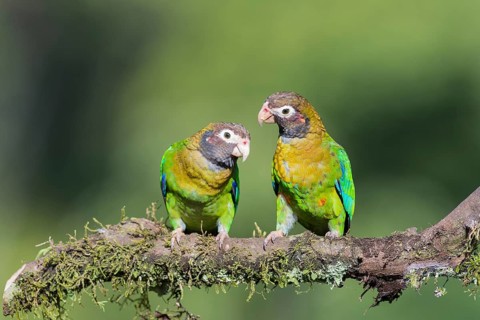 Brown-hooded parrots (Pyrilia haematotis) sitting on branch