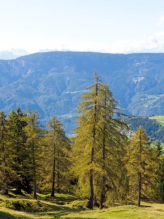 Larch meadows on the Salten
