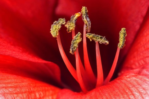 Red amaryllis