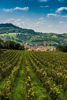 Arbois