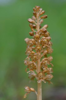 Bird's-nest orchid (Neottia nidus-avis)