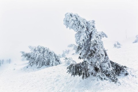 Deep snow-covered spruces and hikers in the fog