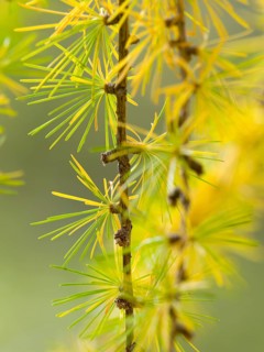 European larch (Larix decidua)
