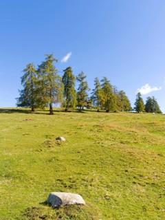 Larch meadows on the Salten