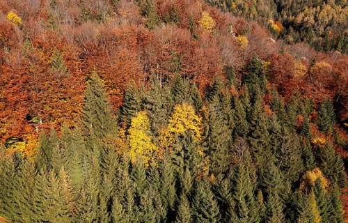 Drone image